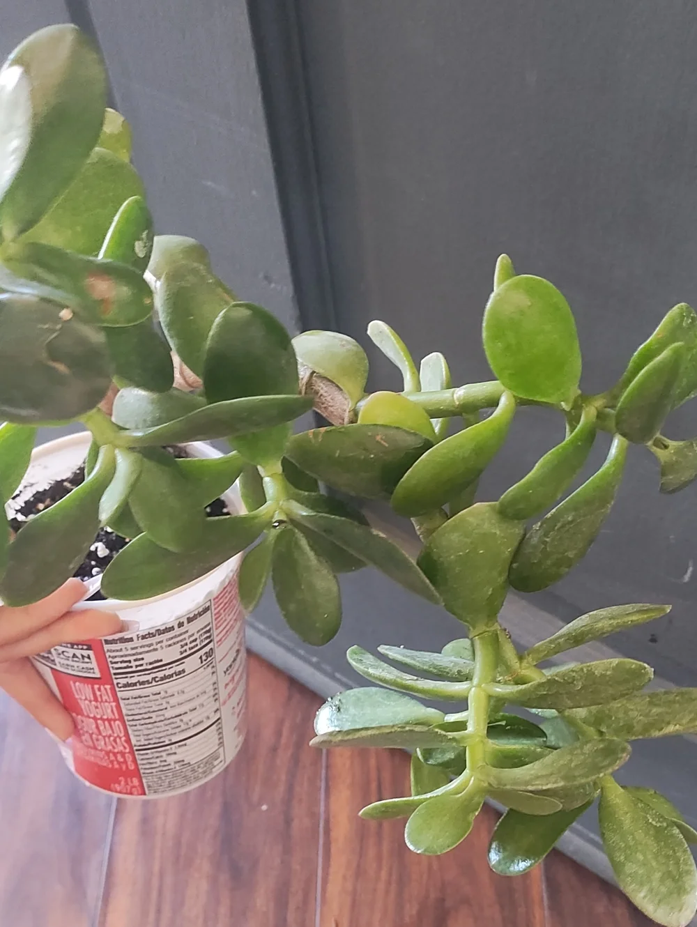 Jade Plant - Picture 1 of 5